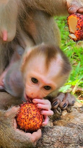 Gorgeous Baby Lynx 😍 #ReelMonkey #lynx | Monkeys & Food