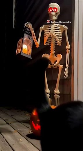 Spooky Skeleton & Black Cat Halloween Surprise! 🎃💀🐈✨ | Cute & Creepy #Shorts