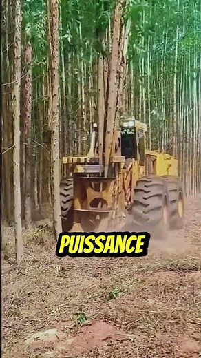 Abatteuse-groupeuse : la machine qui révolutionne la coupe de bois