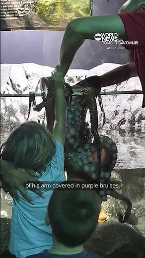 Octopus injures young Texas boy at San Antonio Aquarium, mother says