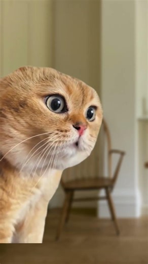 Spanish for dummies 😃 (CAT MEMES🐈) ‪@understudiohub‬ #shorts