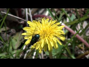 Green Bottle Fly (Calliphoridae) on Dandelion