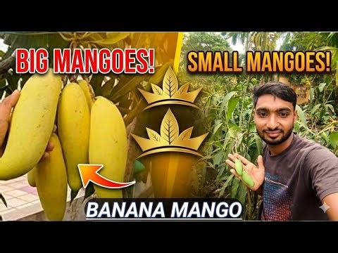 Tree Full of Tiny Mangoes 😱 | Banana Mango🥭 Amazing Fruiting!