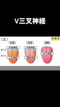 三叉神経