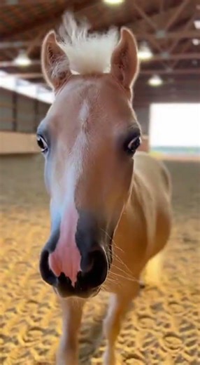 Tiny Brown Mini Horse Enters Show Arena | 4K HD Realistic#MiniHorseMagic #HorseShowVibes #4KHDVideo