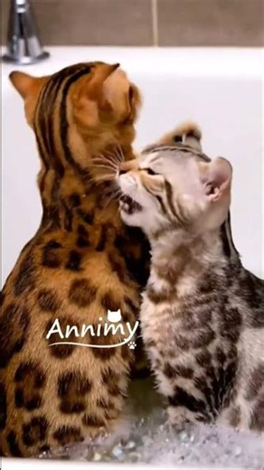 Three Cats Taking a Bath