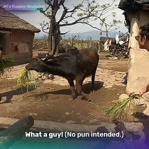 Humare Roadies ne Cow-fi accha kaam kiya. Think you can come up with a better caption? #RoadiesRevolution #VootSelect #MadeForStories | Voot Select