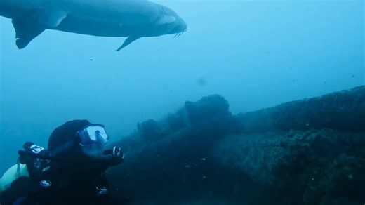 Diving the St. Clair River in Port Huron! ✔️ Shipwrecks ✔️ Nice River Monsters ✔️ 1,000-Foot Freighters ✔️ Rapids & Currents Amazing video footage by local diver, Andrew Cook Discover more to 💙 in Michigan's Thumbcoast at bluewater.org | Discover The Blue Michigan’s Thumbcoast