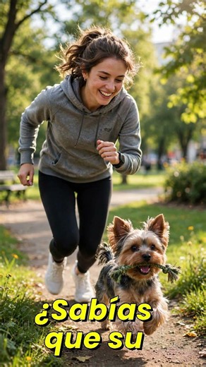 Yorkshire Terrier Y Sus Cuidados Especiales