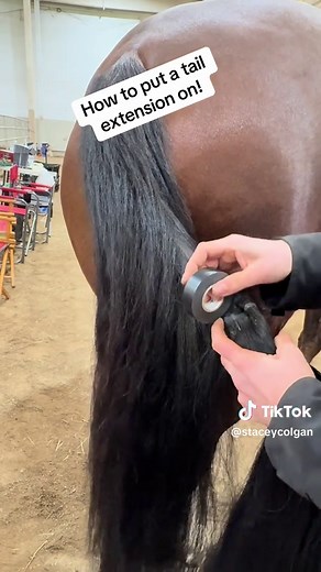 How to put a tail extension on your horse before show time. Hope this helps if you are unsure how. 😊 #oqhawinterbreakout #oregonquarterhorse #aqhaproud #howtovideo #tailextension #horsesoftitok