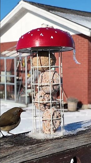 Rødhals, Erithacus tubercula, Rødstrupe, European Robin, Rødkælk på foderbrættet