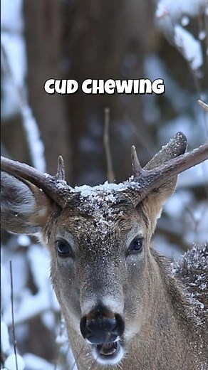 Deer Chewing Cud Close Up