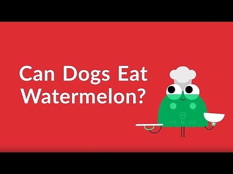 Can Dogs Eat Watermelon? Is it Safe?