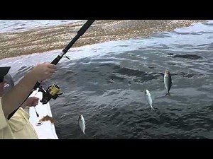 Catching Bait on a Sabiki Rig