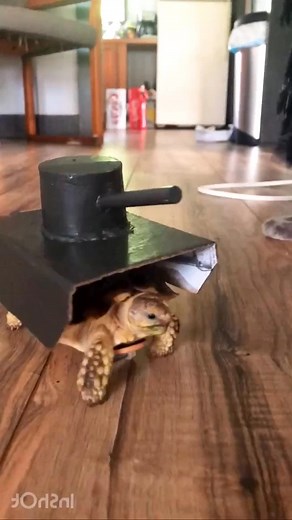 got this…..#tortoise #costume #tortoises #turtle #sulcatatortoise #tank #turt #reptiles #reptile #sulcata | TurtleNest Diaries