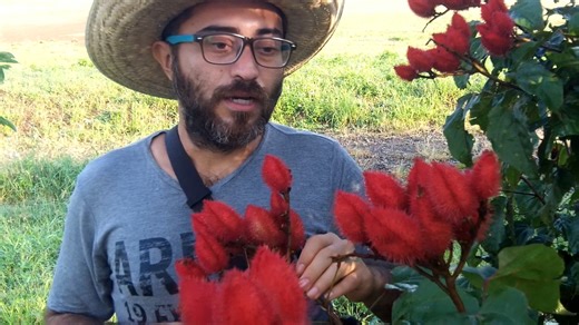 Acompáñanos en este fascinante viaje mientras exploramos todo sobre la Bixa Orellana, también conocida como Achiote. Desde su historia y origen hasta sus usos culinarios, este video es una guía completa para los amantes de la botánica y la naturaleza. No olvides darle like, compartir y suscribirte para más contenido sobre botánica! #BixaOrellana #achiote #plantas #plantasmedicinales #naturaleza Video de la mojiganga: https://youtu.be/MATQMnFCPzI?si=xEv_QEJrlC1X4-ZT Tambien conocida como: Abujo (