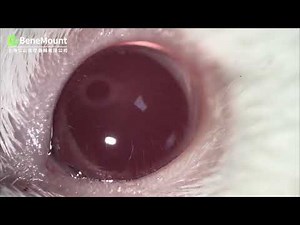 High-Resolution Mouse Eye Examination using Veterinary Handheld Slit Lamp