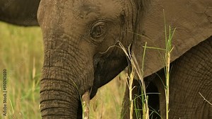 The elephant plucks grass with its trunk and eats. Elephant in the wild happy to eat grass close-up, side view