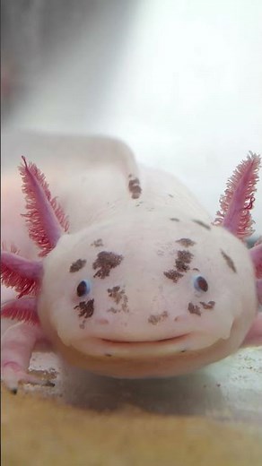 10 Amazing Axolotl Facts for Kids | Fun and Fascinating Facts About Axolotls! #axolotl #axolotllove