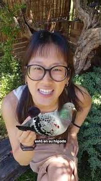 El secreto de la orientación de las palomas no está en su cabeza, sino en su hígado