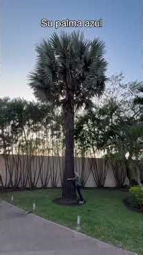 El jardín de mi suegra 🌸🌳🌴🥭 #jardin #orquideas #plantas #hogar #familia