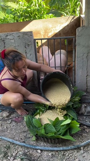 Feeding Pigs the Right Way: Avoid These Common Mistakes! #PigCare #FarmTips #PigFarm