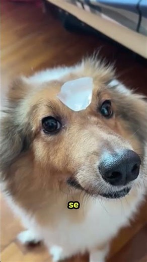 Il cubetto di ghiaccio rivela quale cane sei davvero 🧊 #testpersonalità #cani #divertente