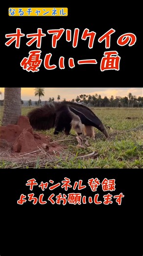 オオアリクイの優しい一面 #雑学 #プチ知識 #一分でわかる #豆知識