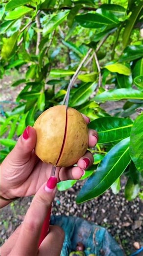 Red Guava Fruit #redguava