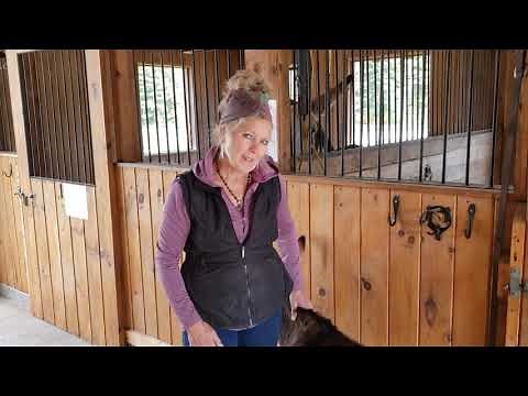 How to pick up a donkey's foot