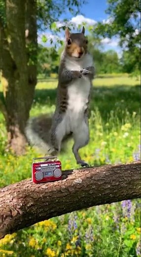 Squirrel’s Hilarious Dance Moves 🐿️💃 | Funny Animal Moments
