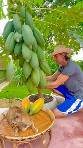 Self sufficiency #love #happy #thailand #farm #lifestyle #home #garden #lifeinthailand #ความสุข #เกษตรพอเพียง | Watanya Olsen