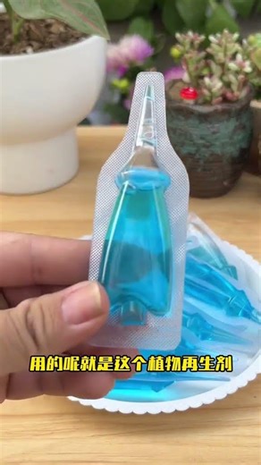 懒人养花施肥，小玩意大帮手！#分享养花经验 #僵苗#黄叶 #绿植营养液通用 #养花万能肥料推荐
