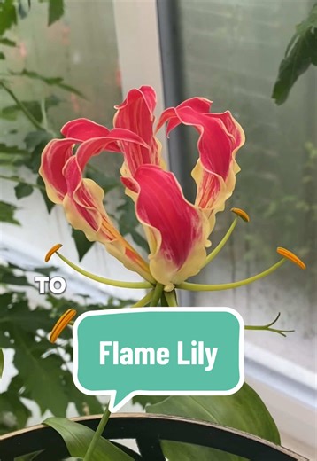Grow Stunning Flame Lilies: A Complete Guide