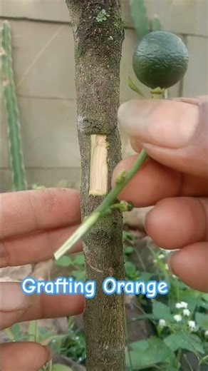 citrus grafting technique tips 🍋🍋🍋