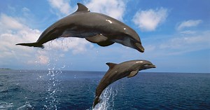 Extraordinary dolphins with 'Welsh accent' who speak fast and even have 'names'