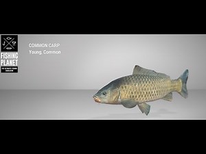 Fishing Planet - Neherrin River - Common Carp - Float