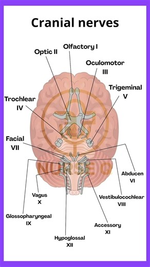 Cranial Nerves 🧠 | Nursing & Anatomy Study Guide