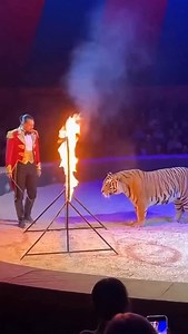 The crowd was cheering. But I saw fear in her eyes. The trainer kept forcing her to jump through fire. She was exhausted… breathing hard. I jumped into the ring and stopped the show. That’s when I realized — she was pregnant. Animal rescue arrived just in time. She gave birth safely. Sometimes courage means standing up for those who can’t speak. 🤍🐅 📌 AI-generated story for storytelling purposes. #animalmiracles #animalrescue #animalrights #saveanimals #wildlifeprotection | Animal Miracles