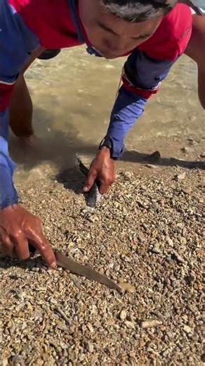 Incredible Catch! Catching a Fish Buried Under the Sand 🐟