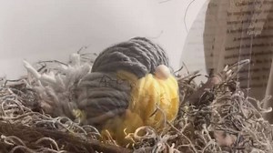 769K views · 6K reactions | This was the bird sitting in my bird house that I received lots of questions about.... So here it is ...My chubby yarn Bird #yarnbird #yarncraft #birddiy #springcrafts #justthatperfectpiece | Just That Perfect Piece | Facebook