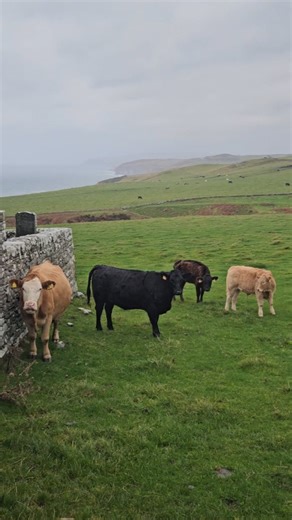 🐮💙The adorable cows and their calves at Clan Gunn Museum & Heritage Centre - Caithness - ScottishHighlands. Can you hear one of the wee calves sneezing? 🤗 #animalslover #ilovecows #cowlover * Hi, I am Sarah, a licensed Blue Badge Tourist Guide guiding in 🇬🇧&🇮🇹 ➡️ Follow my ig page @fairyflagtours and my fb page https://www.facebook.com/fairyflagtours/ ℹ️ I am part of @stgaguides @wftga_official_ @edinstgaguides @fegtouristguides @worldlicensedtourguides * #besttours #bestintravel #castles