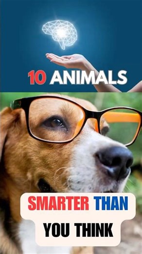 Top 10 Animals Smarter Than You Think #animalfacts #wildlife