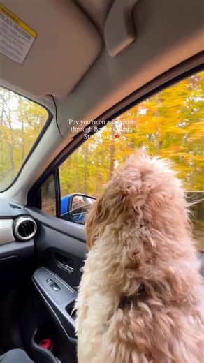 🍁 The Prettiest Fall Drive in Indiana 🍂 This is your sign to plan a cozy fall road trip to 📍Brown County State Park, one of Indiana’s most beautiful spots for fall foliage. Located just an hour away from Indianapolis, it’s the perfect weekend getaway to see the leaves at their peak. Drive through winding scenic roads surrounded by vibrant reds, oranges, and yellows, stop at the lookout points for panoramic views, and take a peaceful hike or picnic among the trees. Whether you’re coming for th