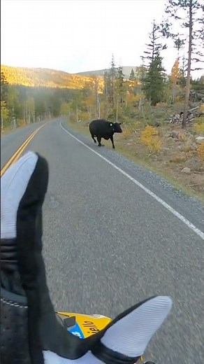 Close Call with a Cow on the Road #motorcyclelife #motorcycleriding