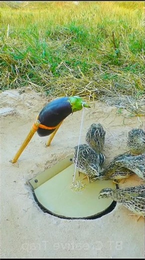 Ultimate Quail Catching Technique 🐦🔥 | Smart & Safe Quail Trap #shorts
