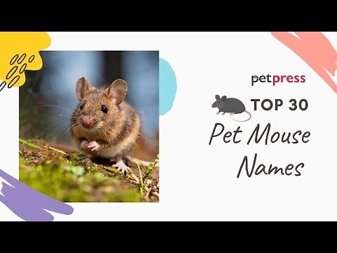 The Best 30 Pet Mouse Names | PetPress