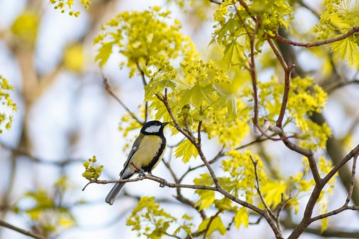 9 Yellow Bird Spiritual Meaning: With Black Wings? Sign!