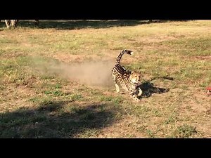 King Cheetah Run at HESC