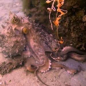 🎉Party streamer or octopus poop?💩 ⁣ Ever wonder how octopuses poop? No? Well we’re gonna explain it anyway - so make sure ya tag a buddy below so they win at OctoTrivia. (Should we make that a thing?) ⁣ ⁣ An octopus expels waste through it's siphon located on the side of its mantle - the siphon is also responsible for shooting jets of water to propel itself forward and dispersing ink to protect against predators.⁣ ⁣ The red shade signifies this Maori octopus’ diet consists mainly of crab 🦀 — 